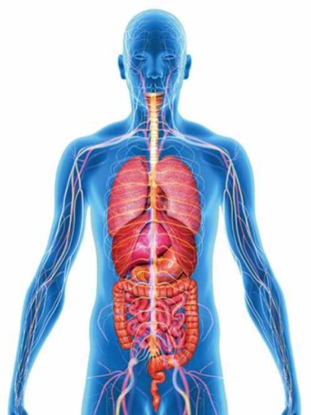 Amazing Human Body Facts Quiz – Test Your Knowledge!